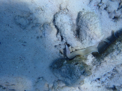 Geometric Moray (Gymnothorax griseus)