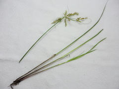 Cyperus iria
