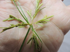 Cyperus iria