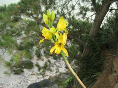 Chloraea gavilu