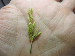 Cyperus iria