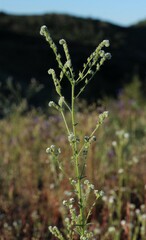 Cryptantha muricata jonesii