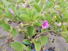 Ipomoea pes-caprae