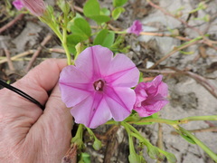 Ipomoea pes-caprae