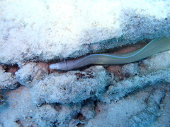 Gymnothorax griseus