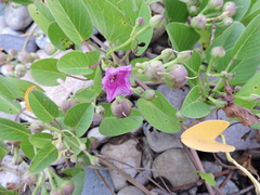 Ipomoea pes-caprae