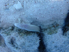 Gymnothorax griseus