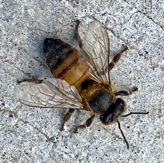 Apis mellifera