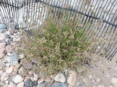 Dactyloctenium aegyptium