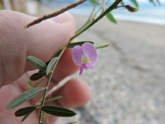 Tephrosia purpurea