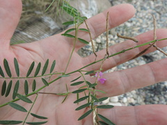 Tephrosia purpurea