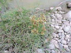 Cyperus virens