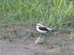 Fluvicola nengeta