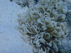 Heteractis crispa