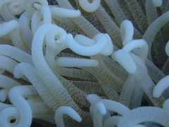 Heteractis crispa
