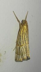 Chrysocrambus linetella