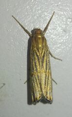 Chrysocrambus linetella