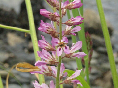 Francoa appendiculata (Francoa appendiculata)