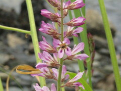 Francoa appendiculata