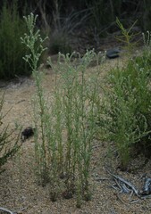 Cryptantha muricata jonesii