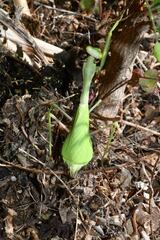 Stagmomantis montana