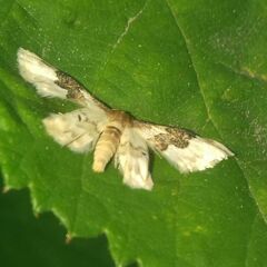 Idaea rusticata