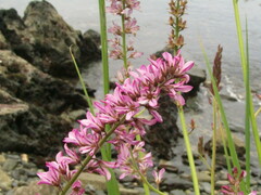 Francoa appendiculata