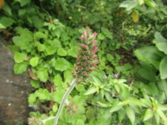 Francoa appendiculata