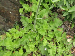Francoa appendiculata