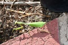 Stagmomantis montana