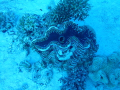 Tridacna squamosa