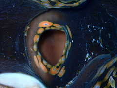 Tridacna squamosa