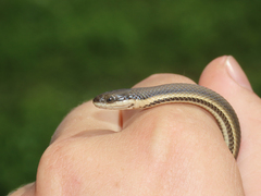 Regina septemvittata