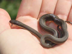 Regina septemvittata