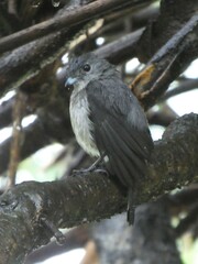 Melaenornis fischeri