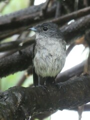 Melaenornis fischeri