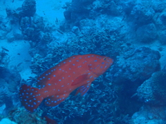 Cephalopholis oligosticta