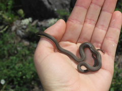 Regina septemvittata