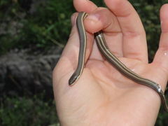 Regina septemvittata