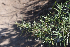Artemisia umbrosa
