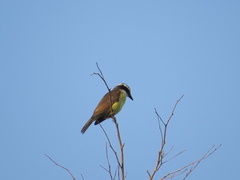 Pitangus sulphuratus