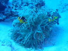 Entacmaea quadricolor