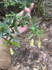 Billardiera mutabilis