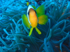 Amphiprion bicinctus