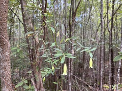 Billardiera mutabilis