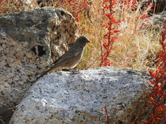 Carpodacus rubicilla