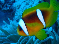 Amphiprion bicinctus