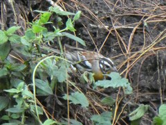 Emberiza flaviventris