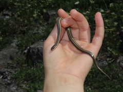 Regina septemvittata