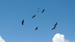 Necrosyrtes monachus